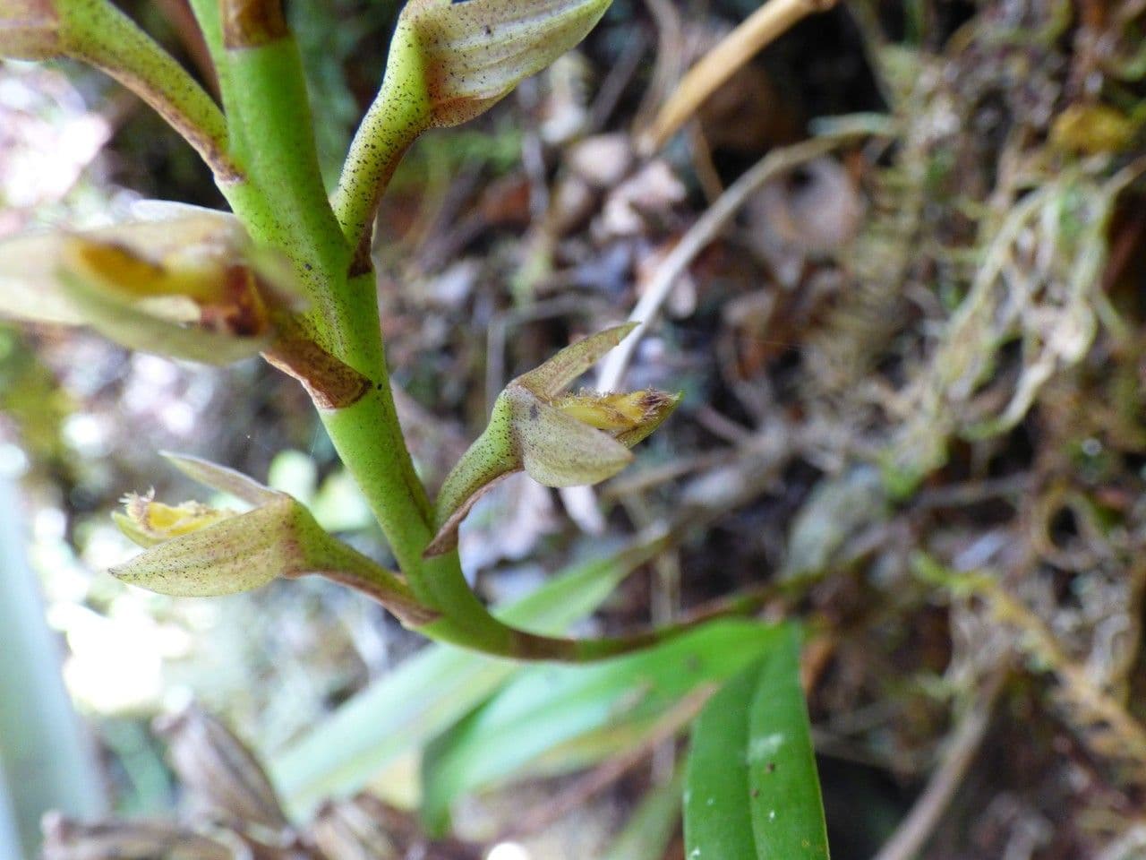Bulbophyllum 6