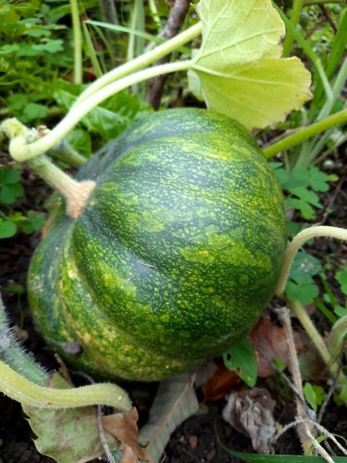 Zucca moscata 4