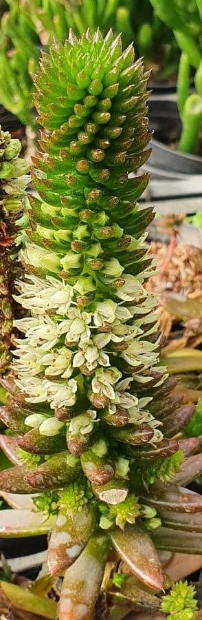Orostachys giapponese 3