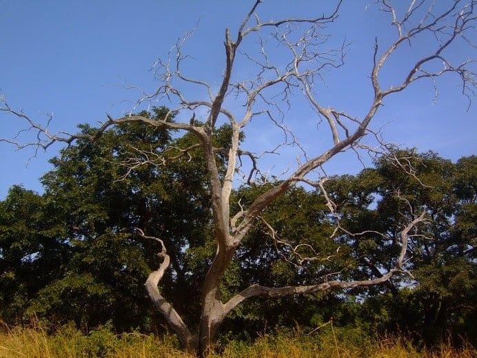 Prosopis africana 3