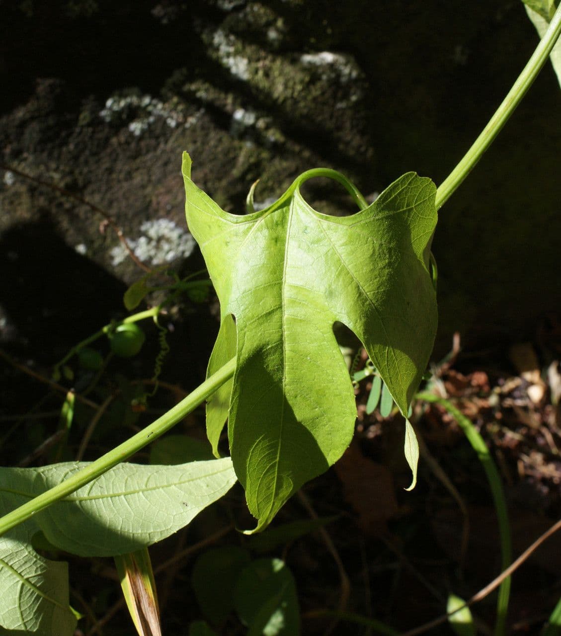 Cayaponia 17