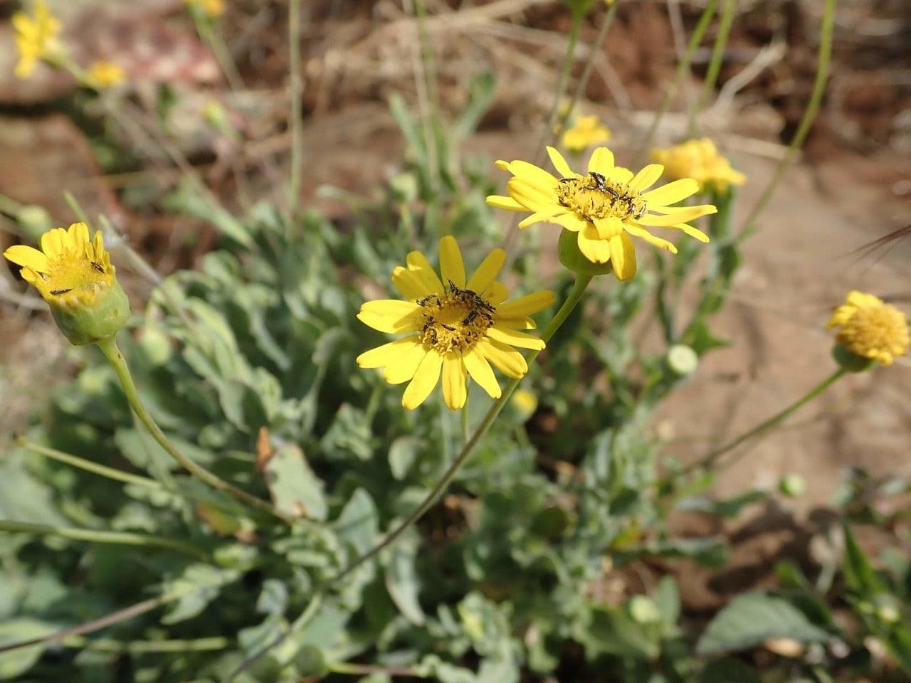 Emilia 20