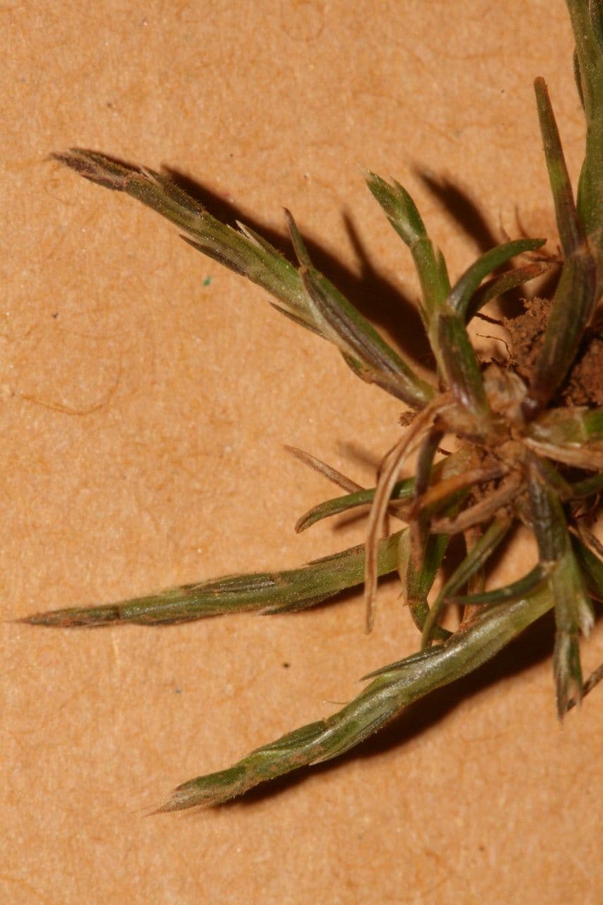 Hainardia cylindrica 8