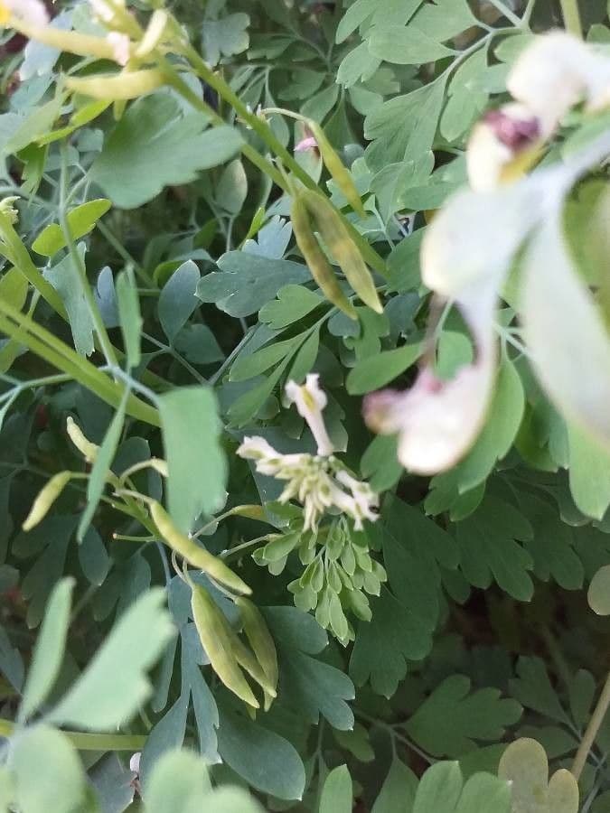 Corydalis blanca 3