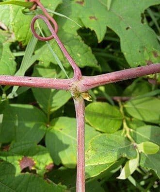 Vitis aestivalis 21