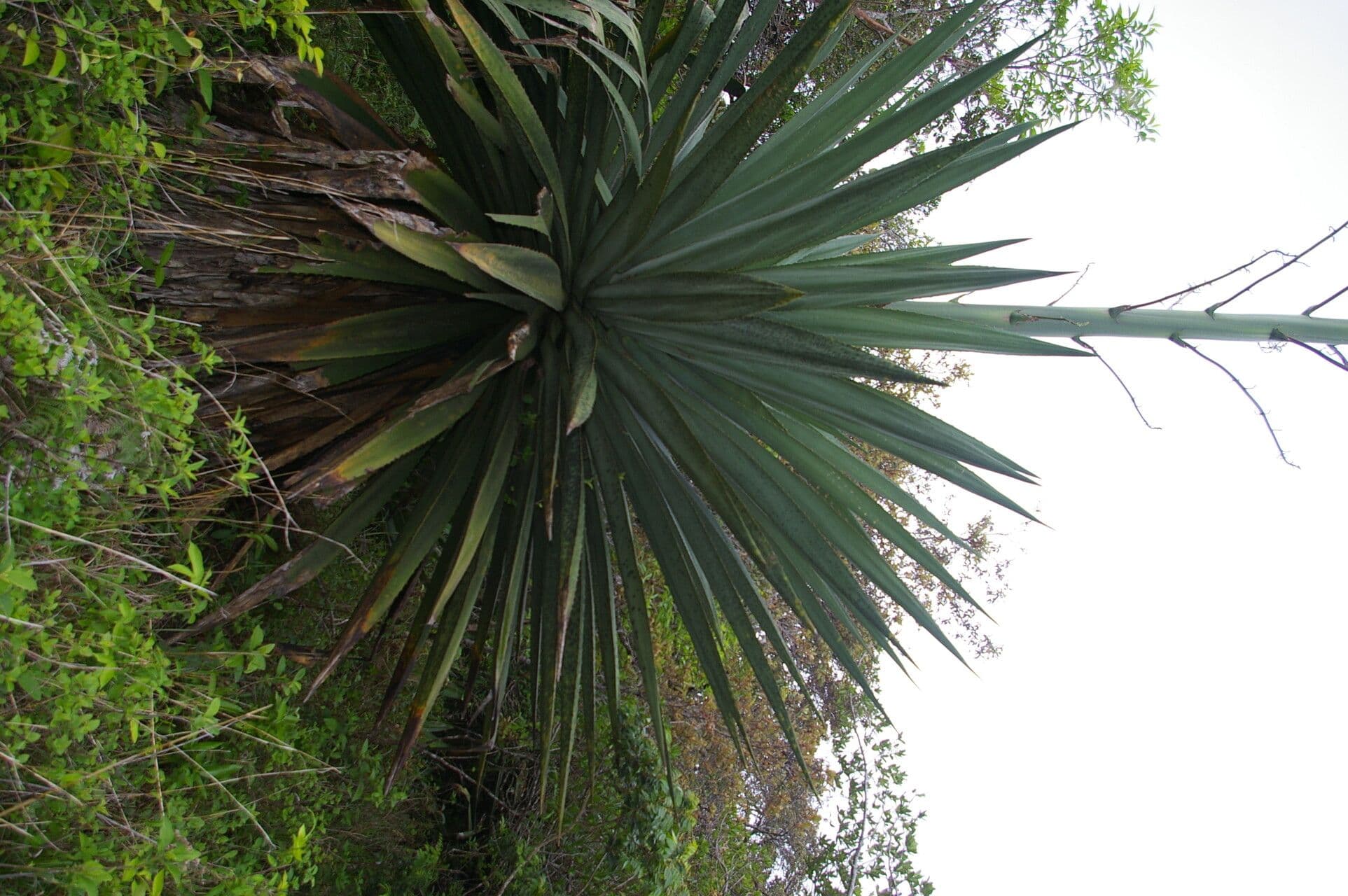 Agave 6