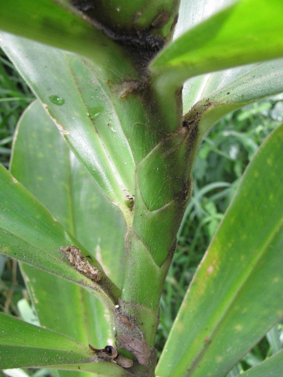 Costus 12