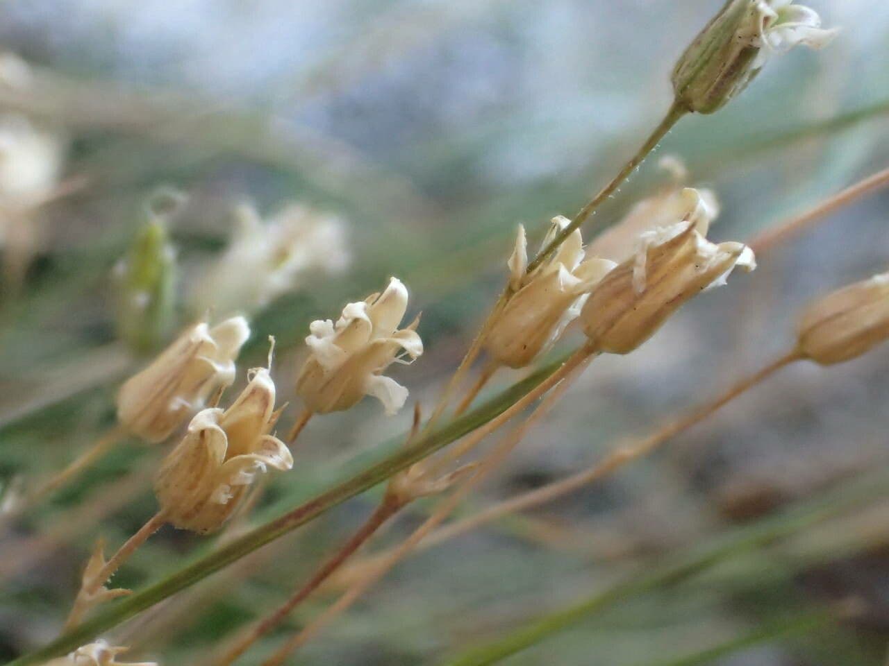 Minuartia recurva