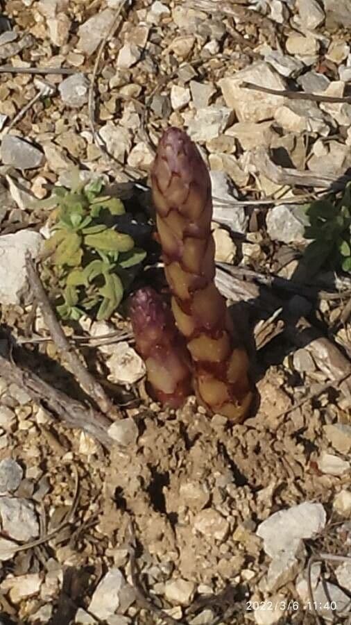 Orobanche a squame larghe 17