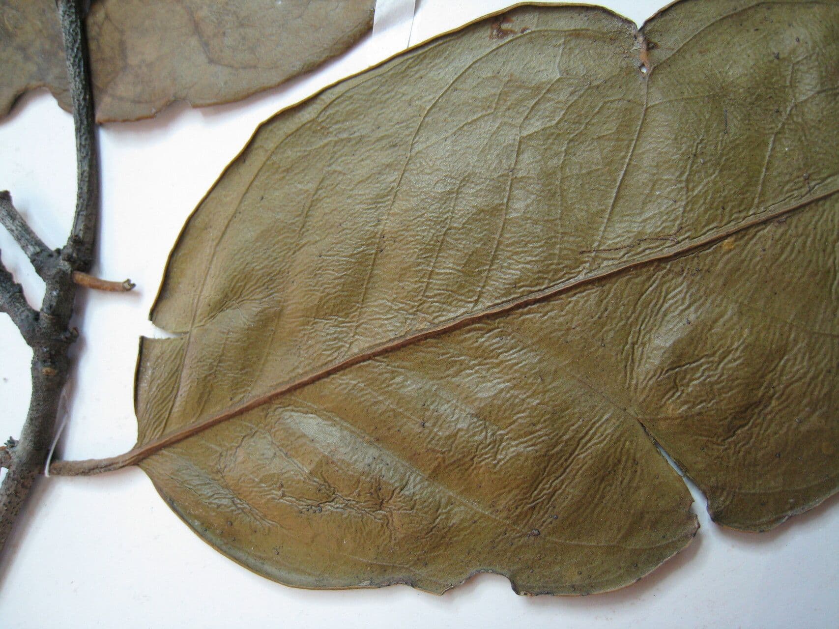 Tontelea