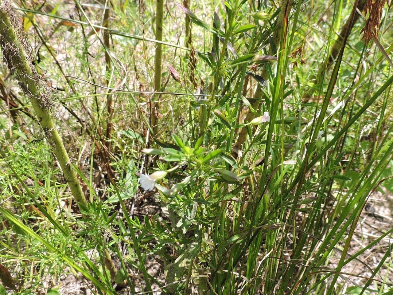 Mecardonia acuminata subsp. microphylla 5