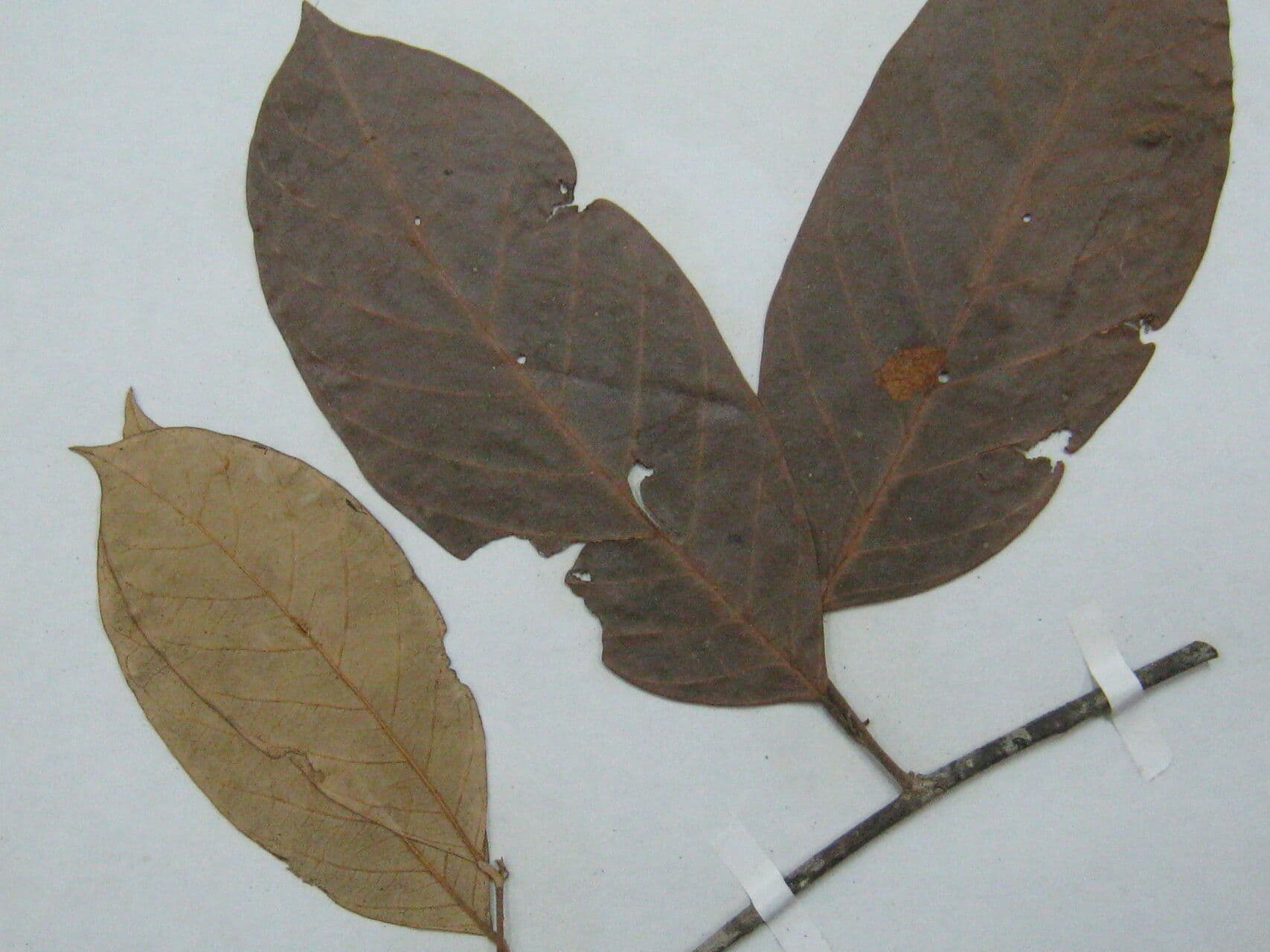 Licania