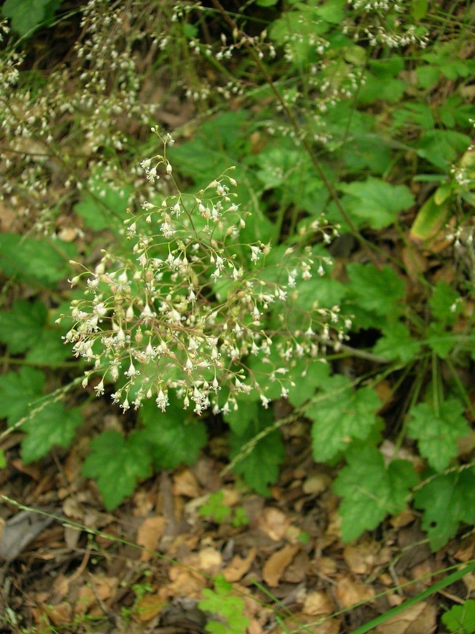 Purpurglöckchen 11