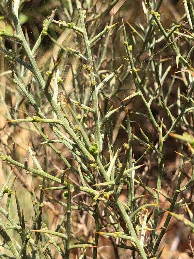 Ginestra spinosa 22