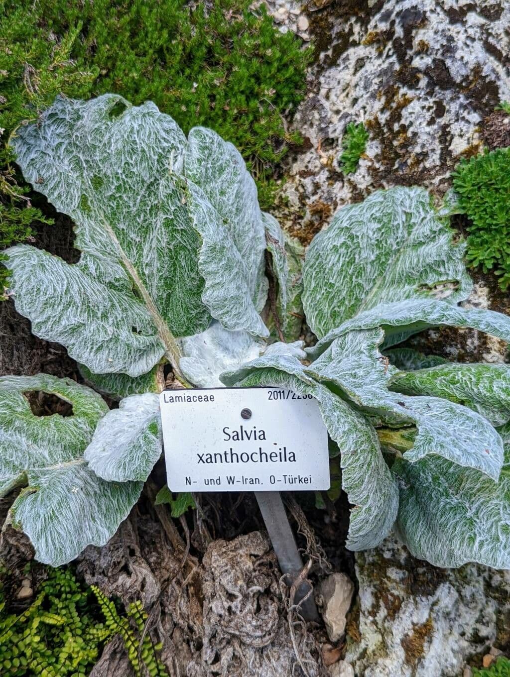 Salvia