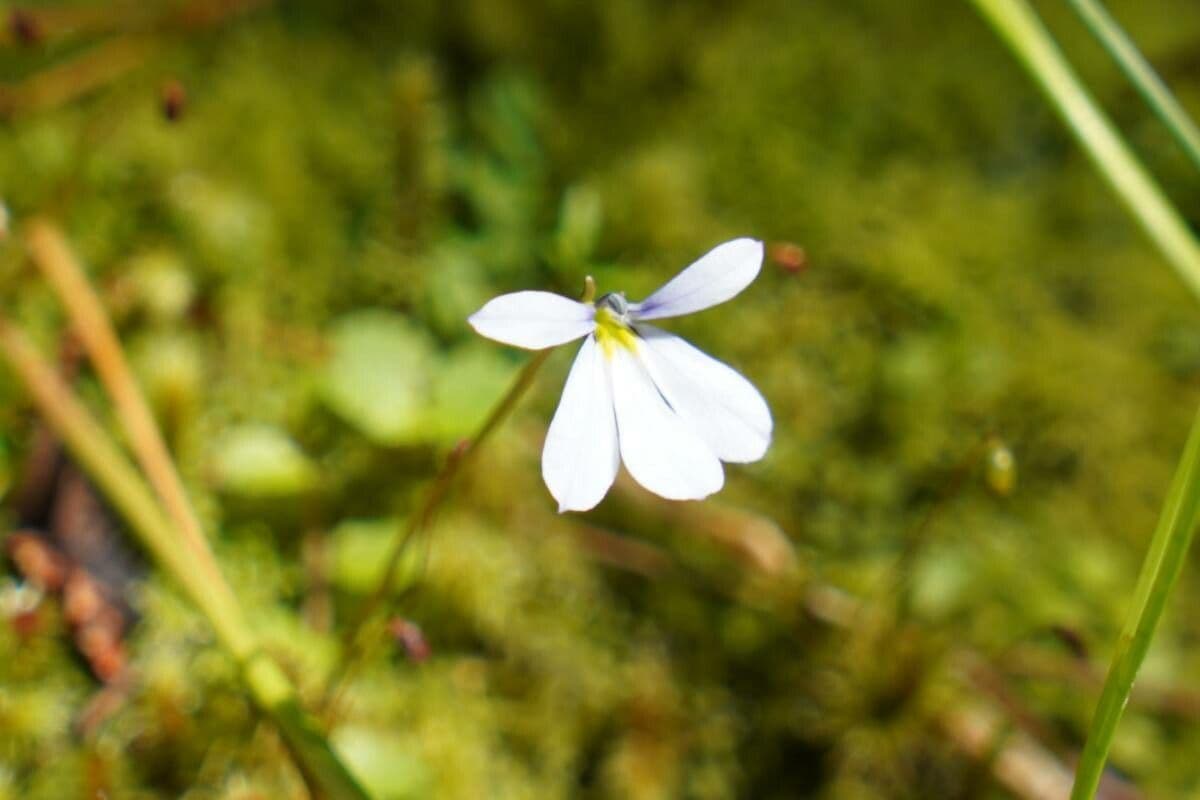 Lobelia angulata