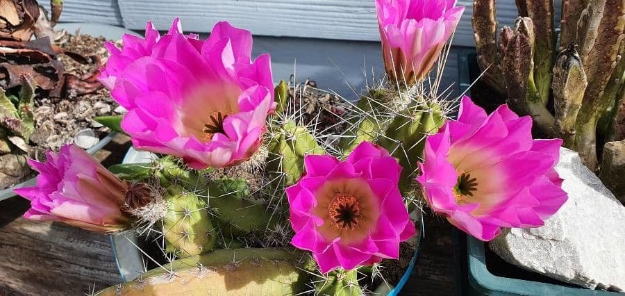Cactus a cinque lobi 5