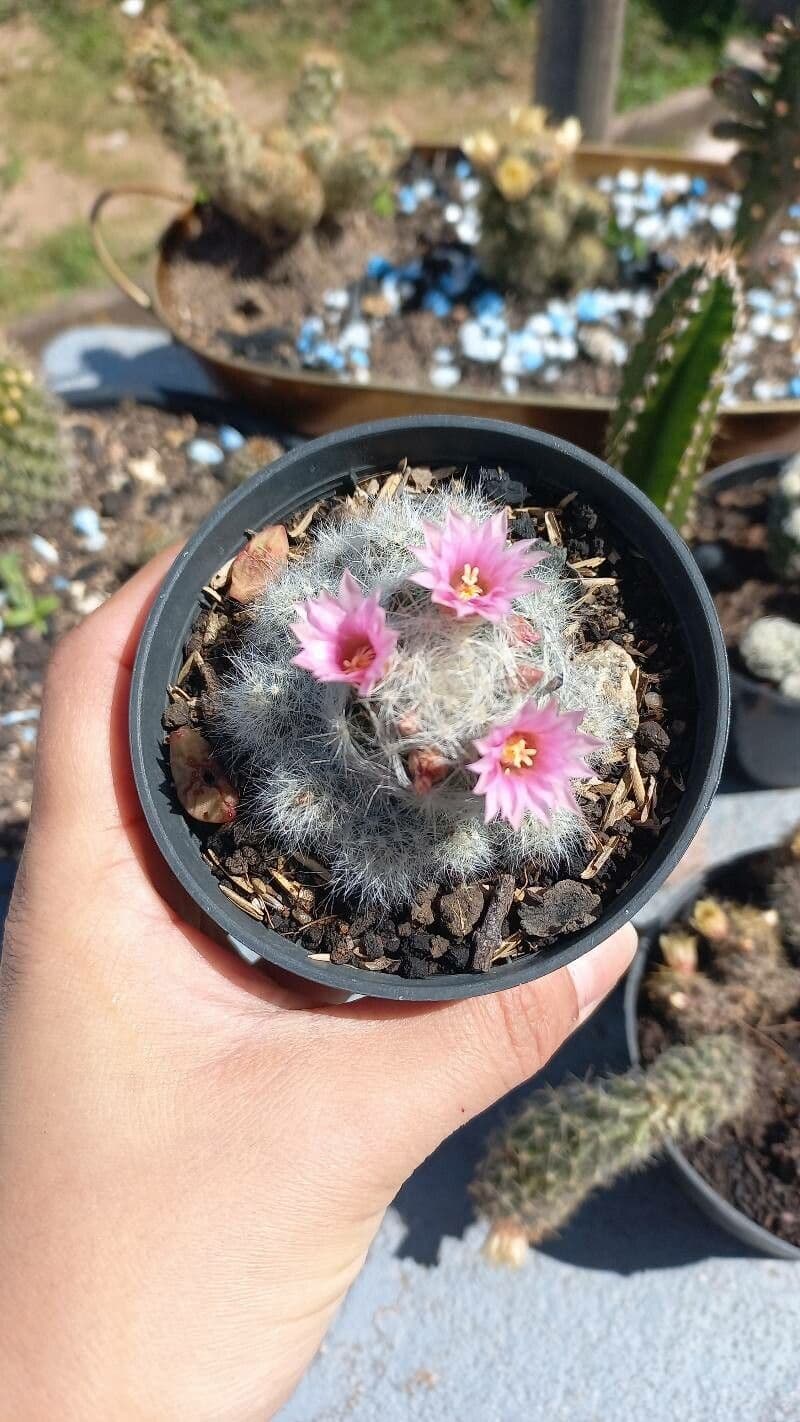 Cactus 3