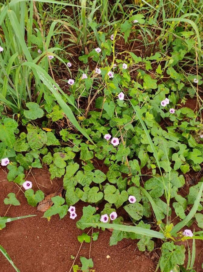 Ipomoea triloba 8