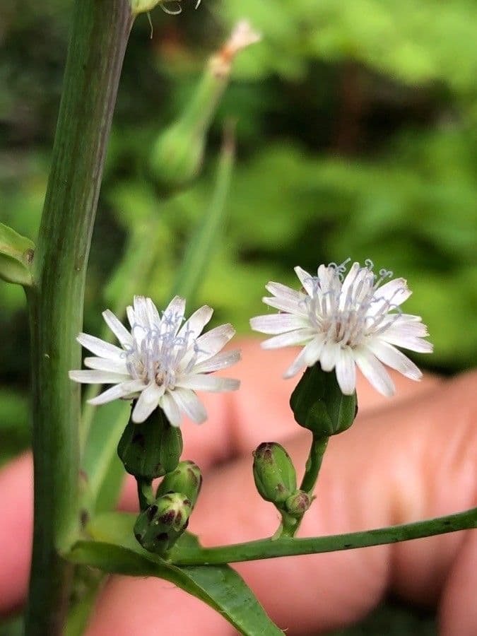 Lactuca 3