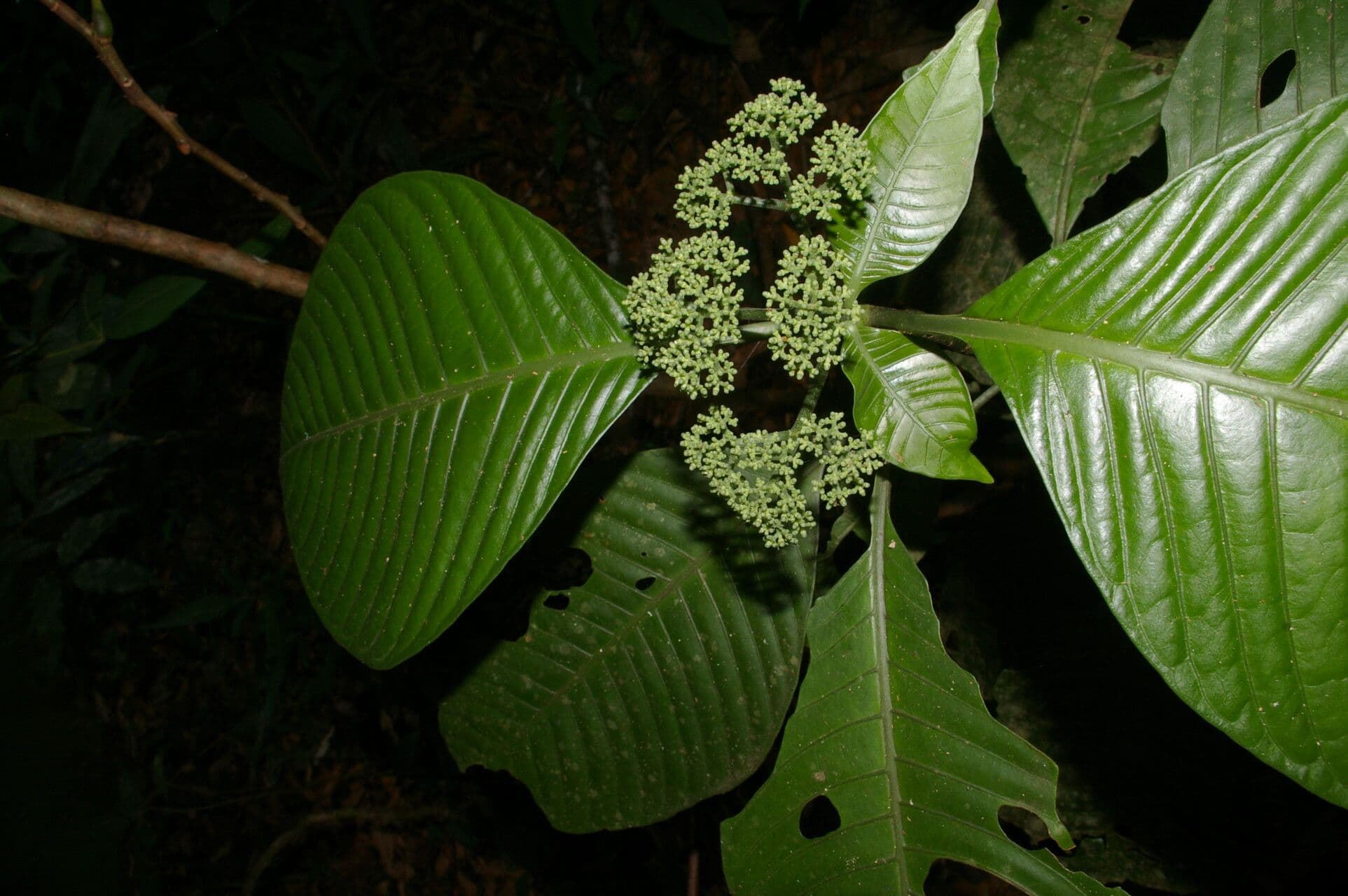 Psychotria 13