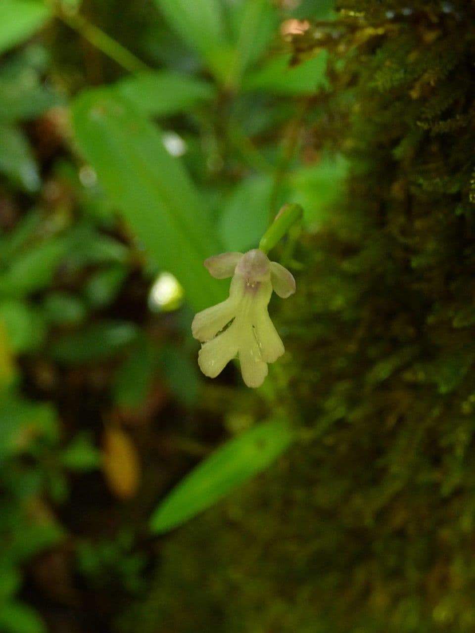 Cynorkis 8
