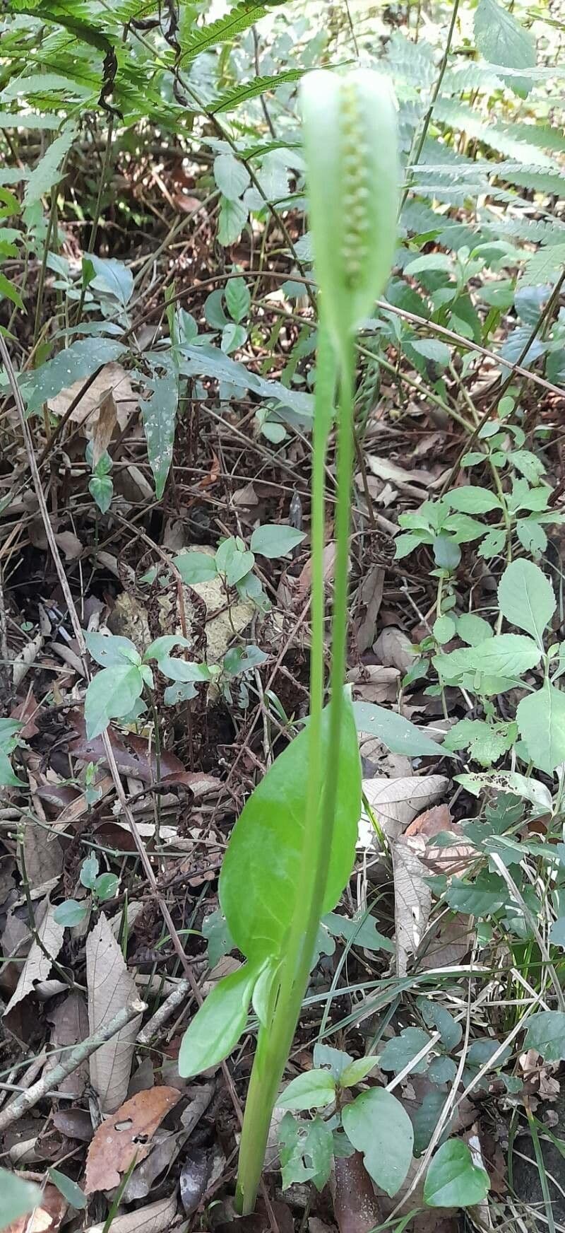 Spathicarpa 3