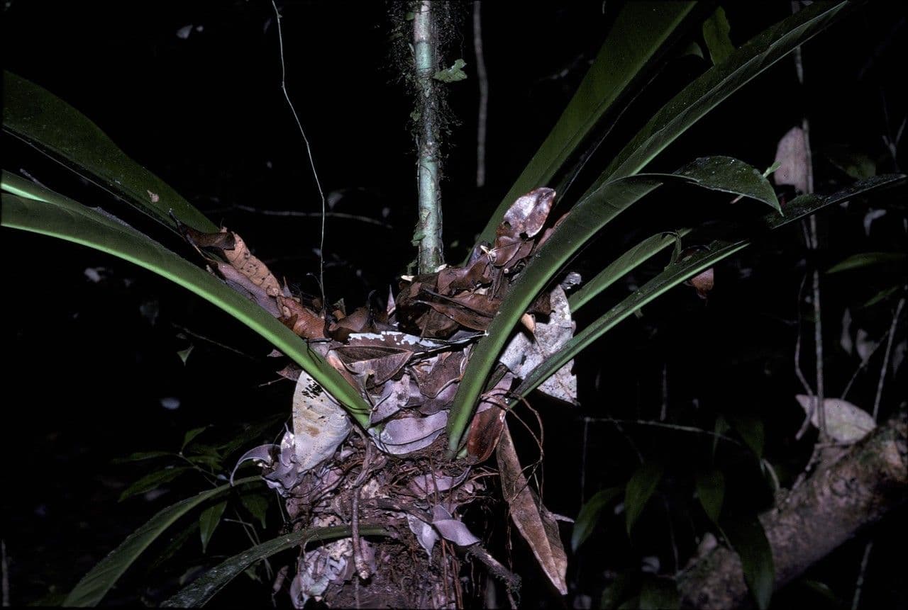 Philodendron