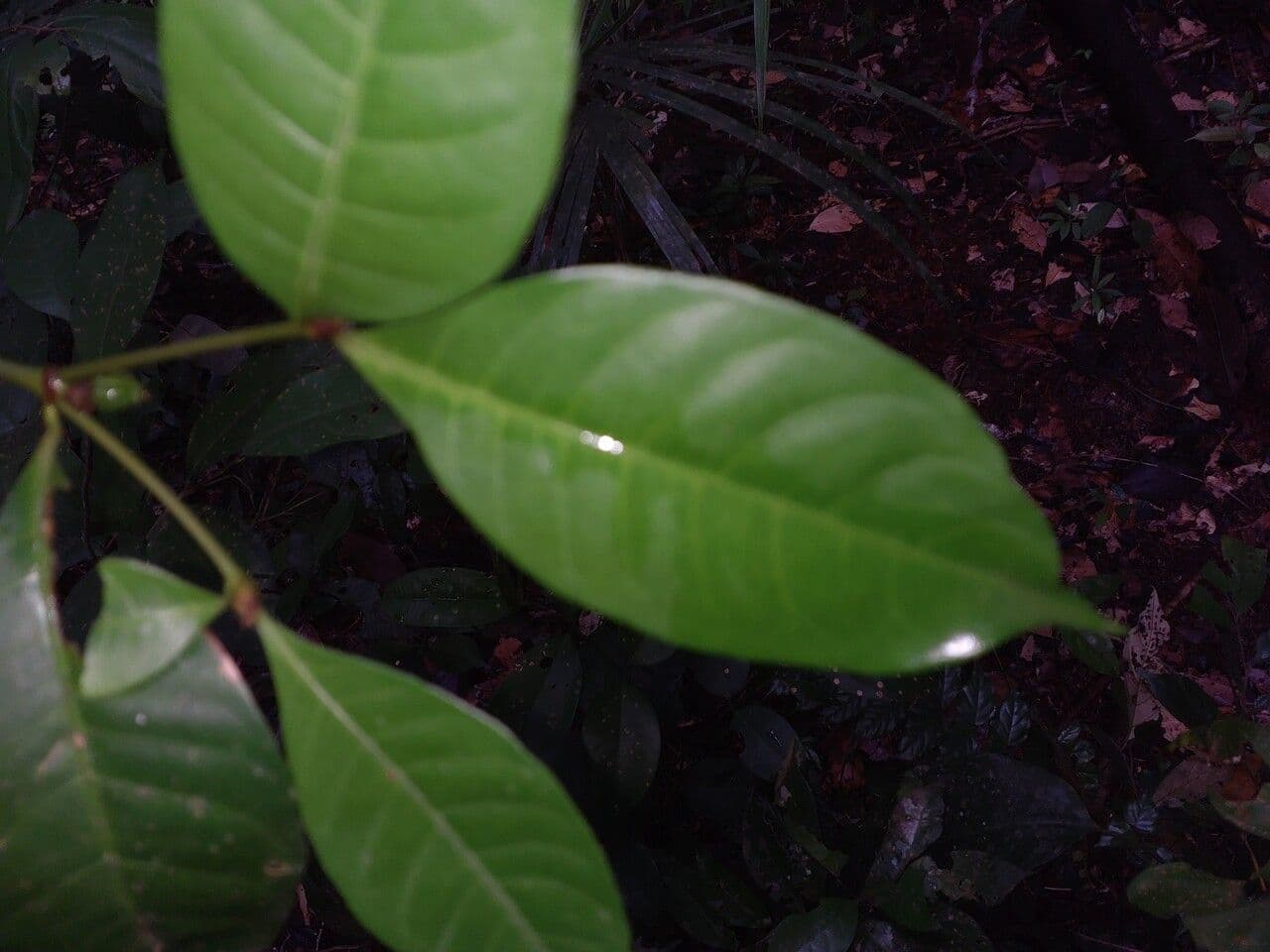 Eumachia