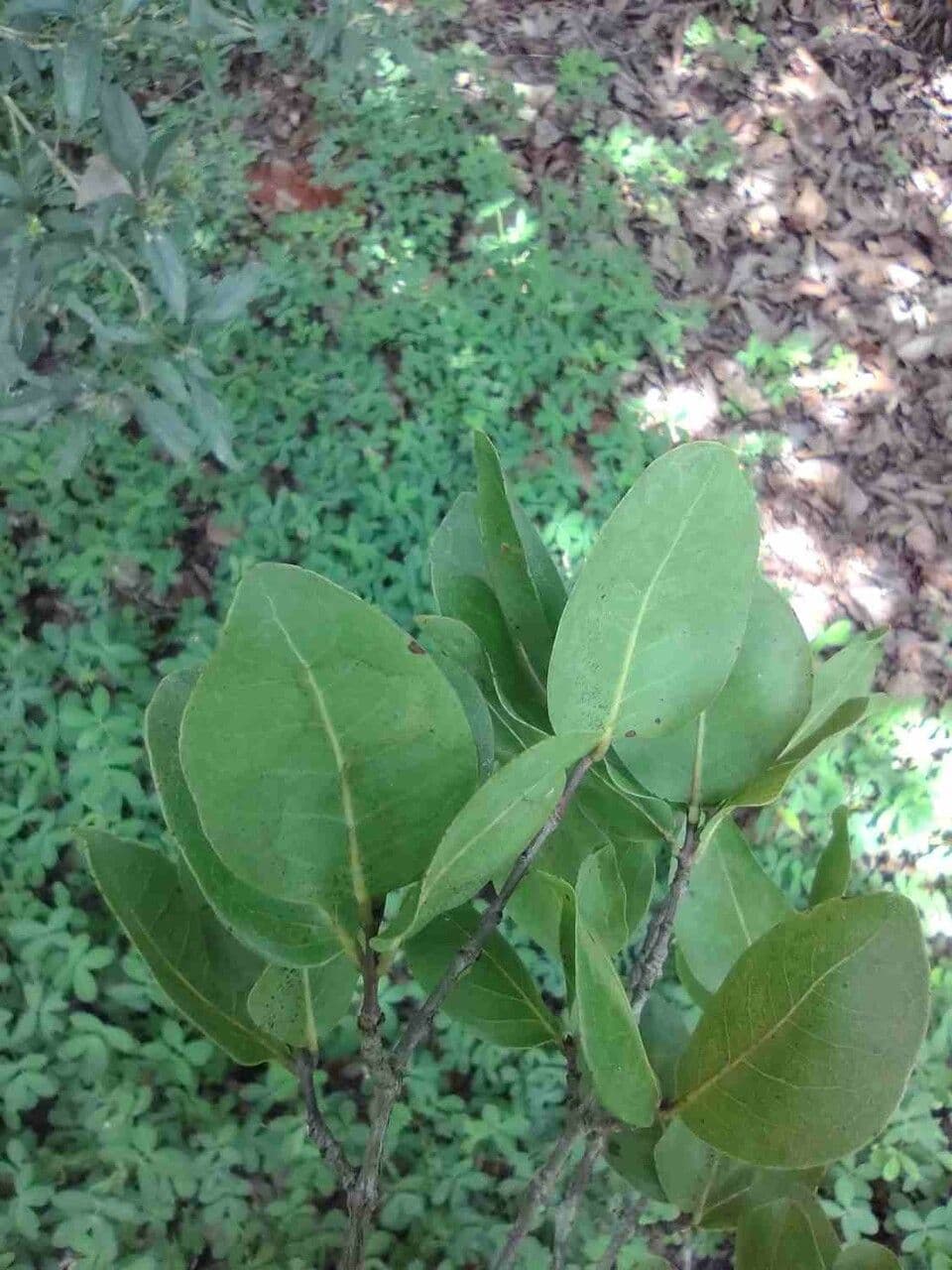Eugenia 5