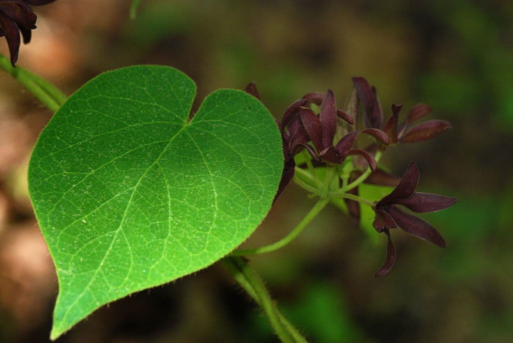 Matelea 7