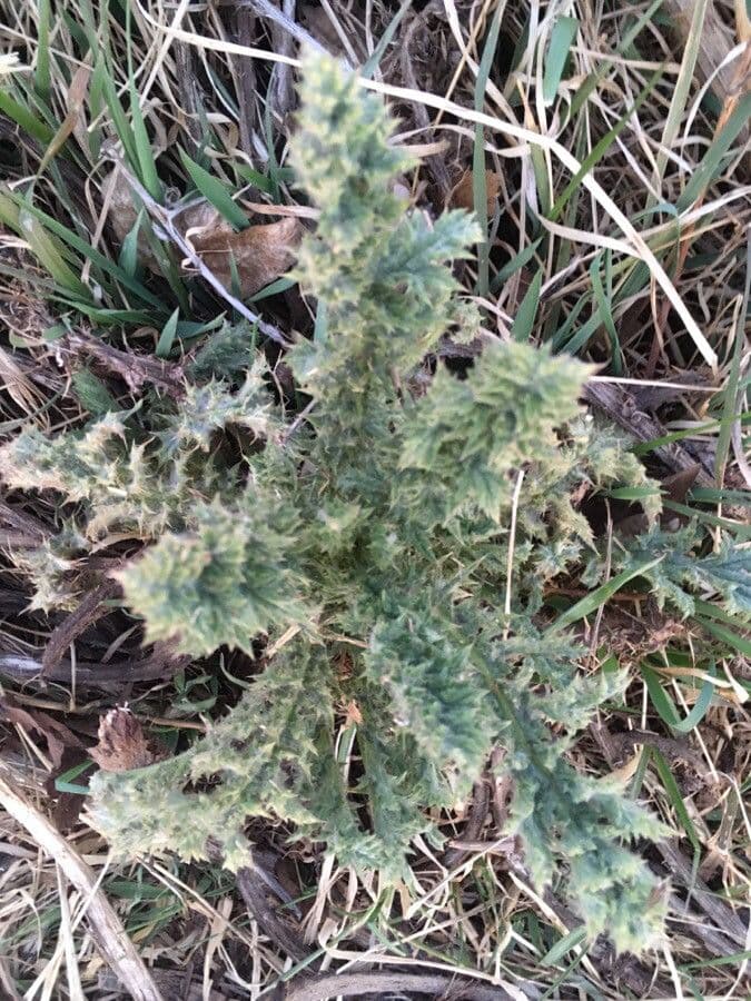 Cardo saettone 18
