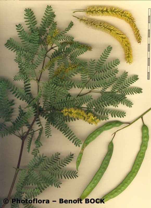 Prosopis 30