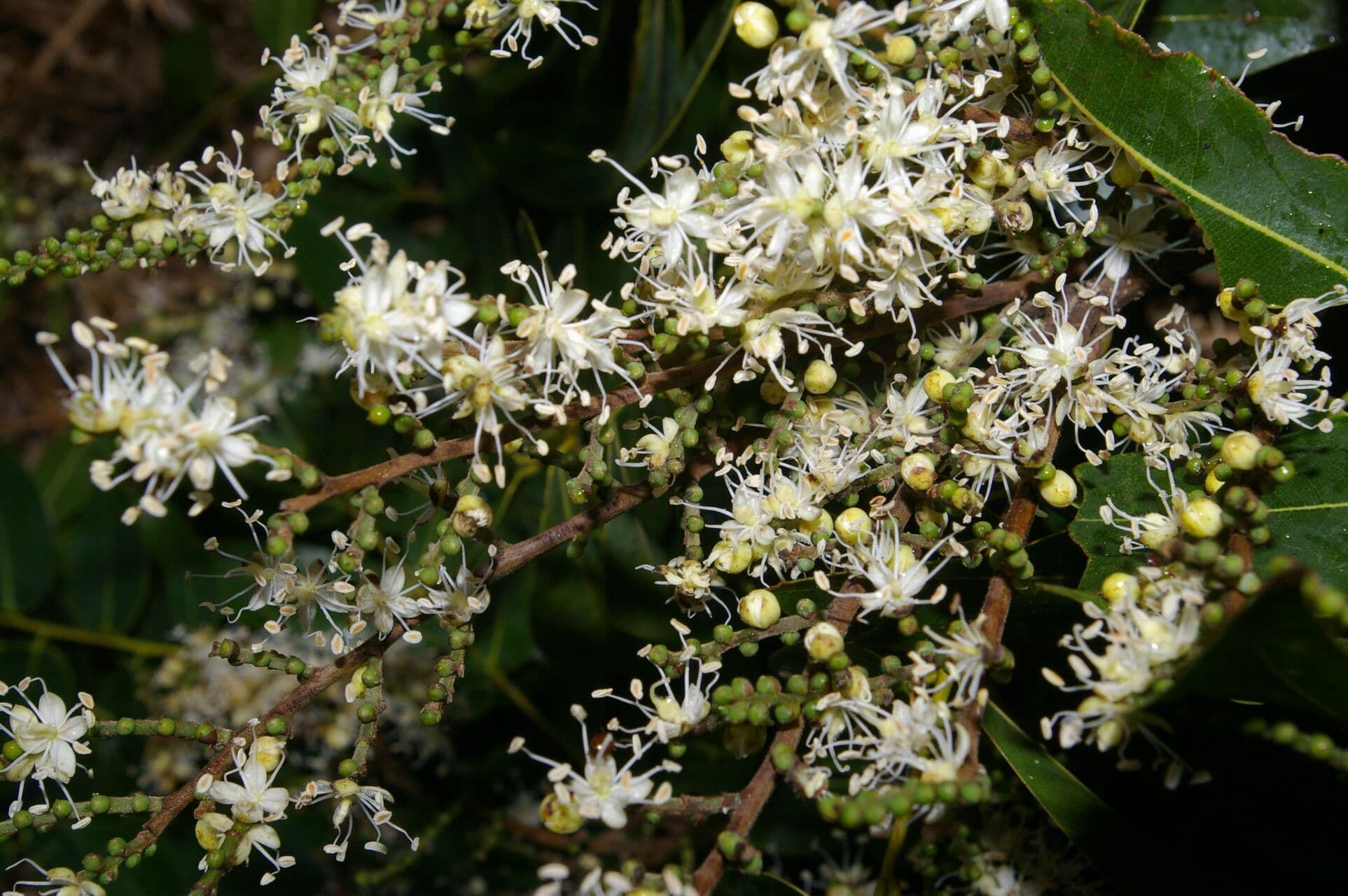 Copaiba