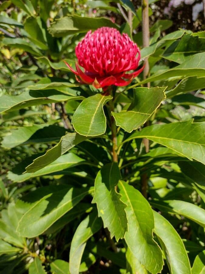 Telopea speciosissima 10