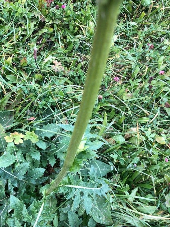 Kohldistel 24
