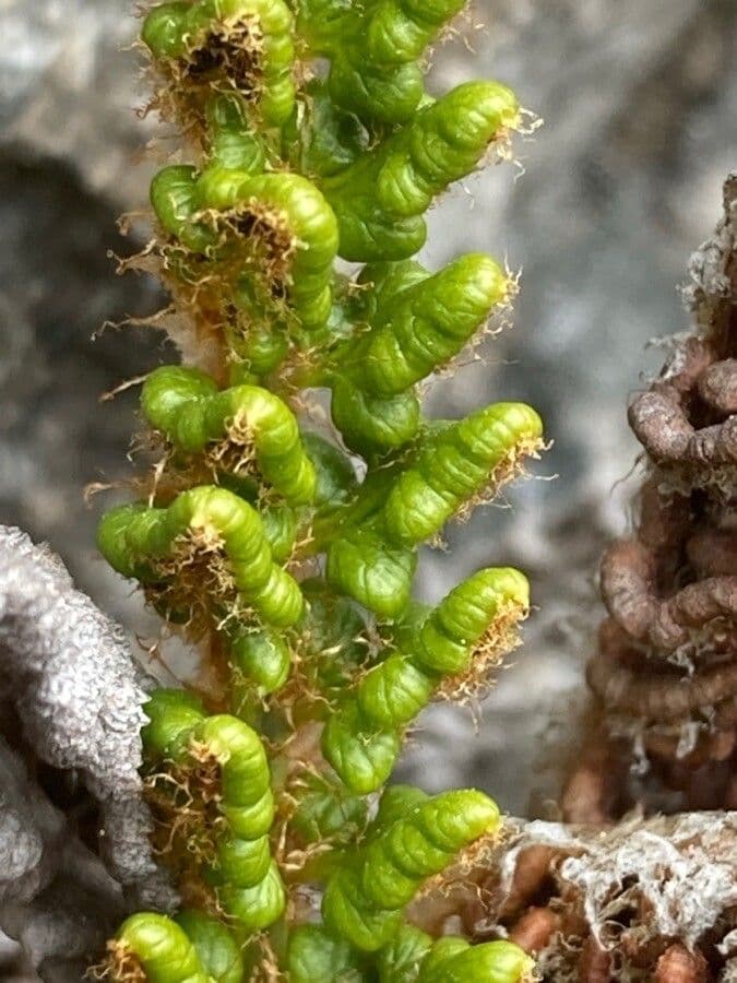 Polystichum 2