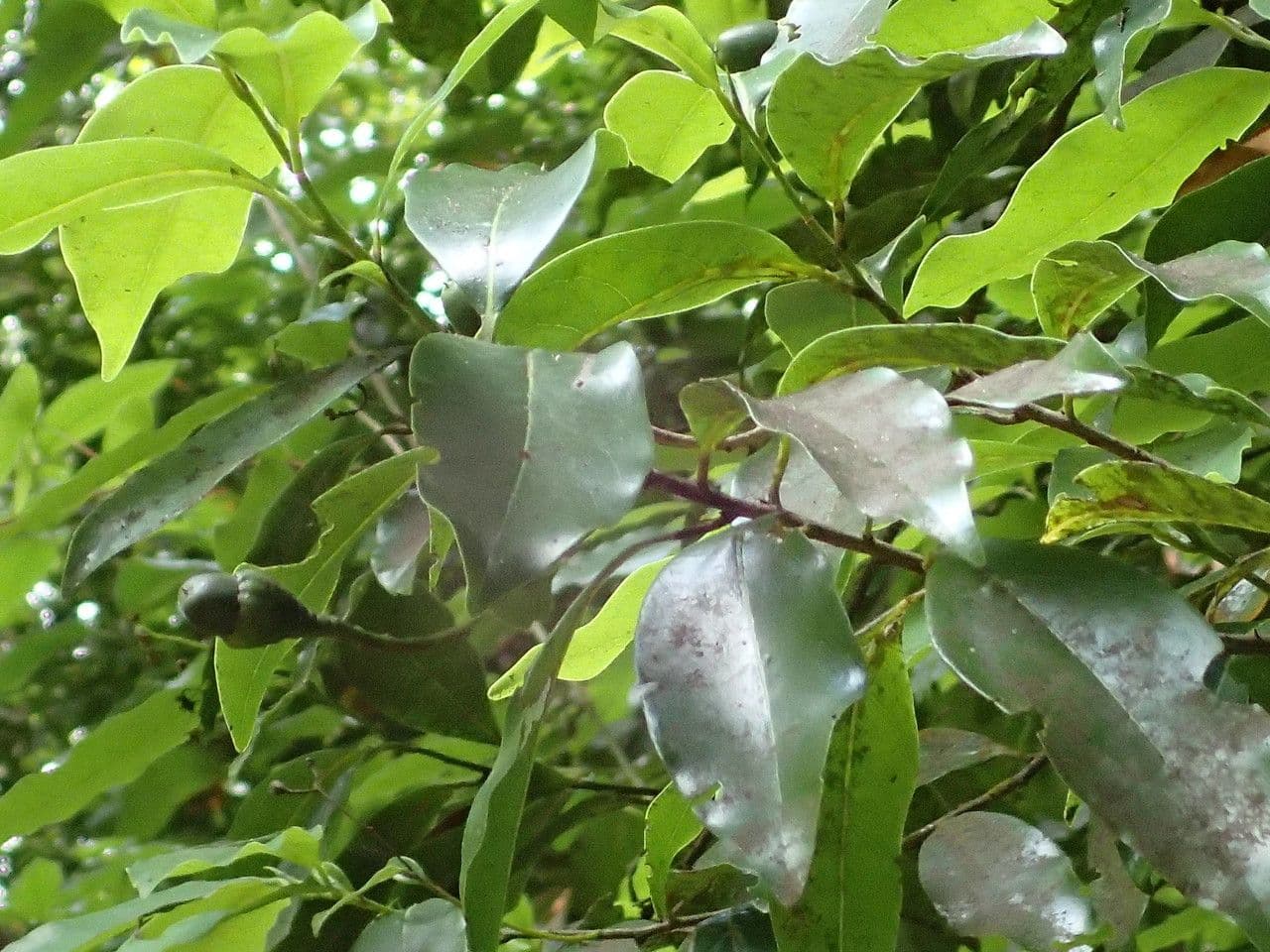 Ocotea 13