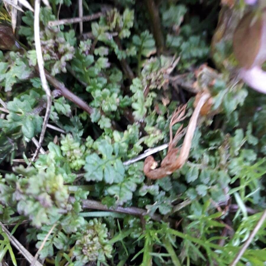 Pedicolare silvatica 17