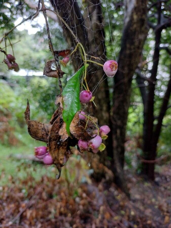 Syzygium 9
