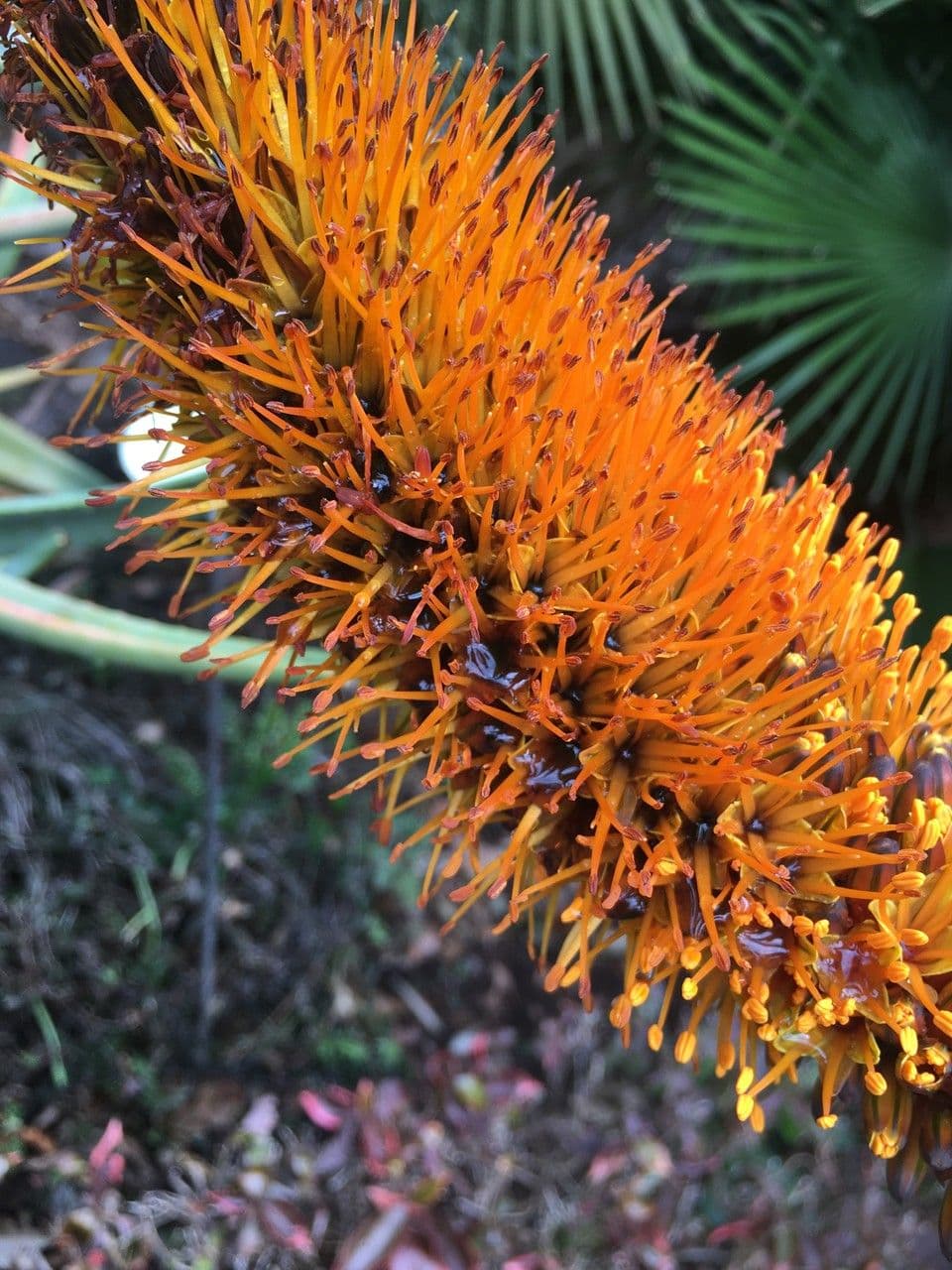 Aloe 3