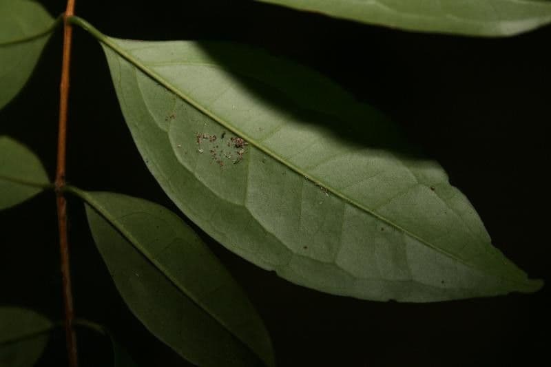 Eugenia 2