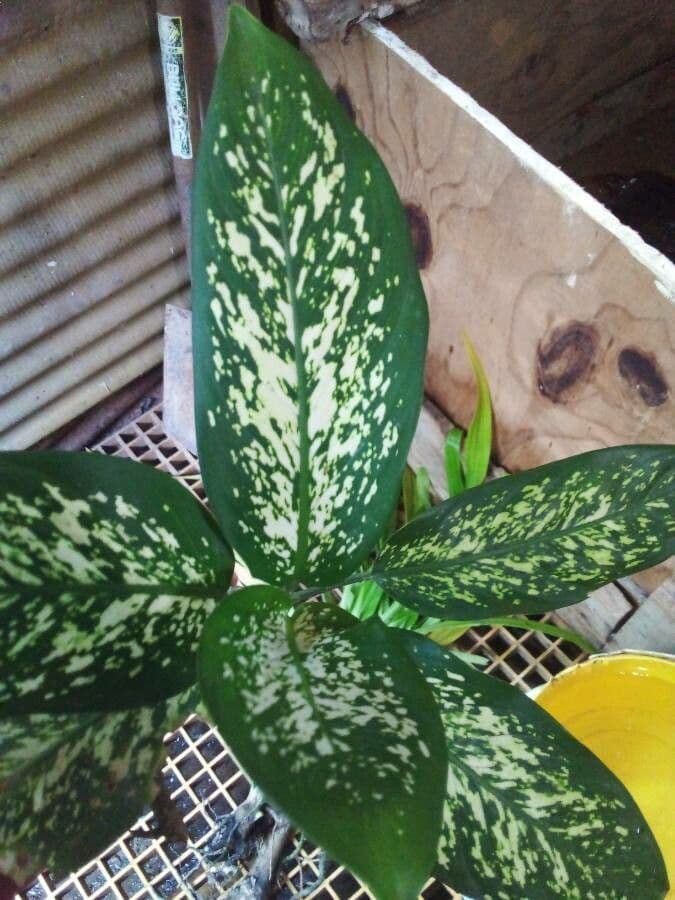 Aglaonema 22