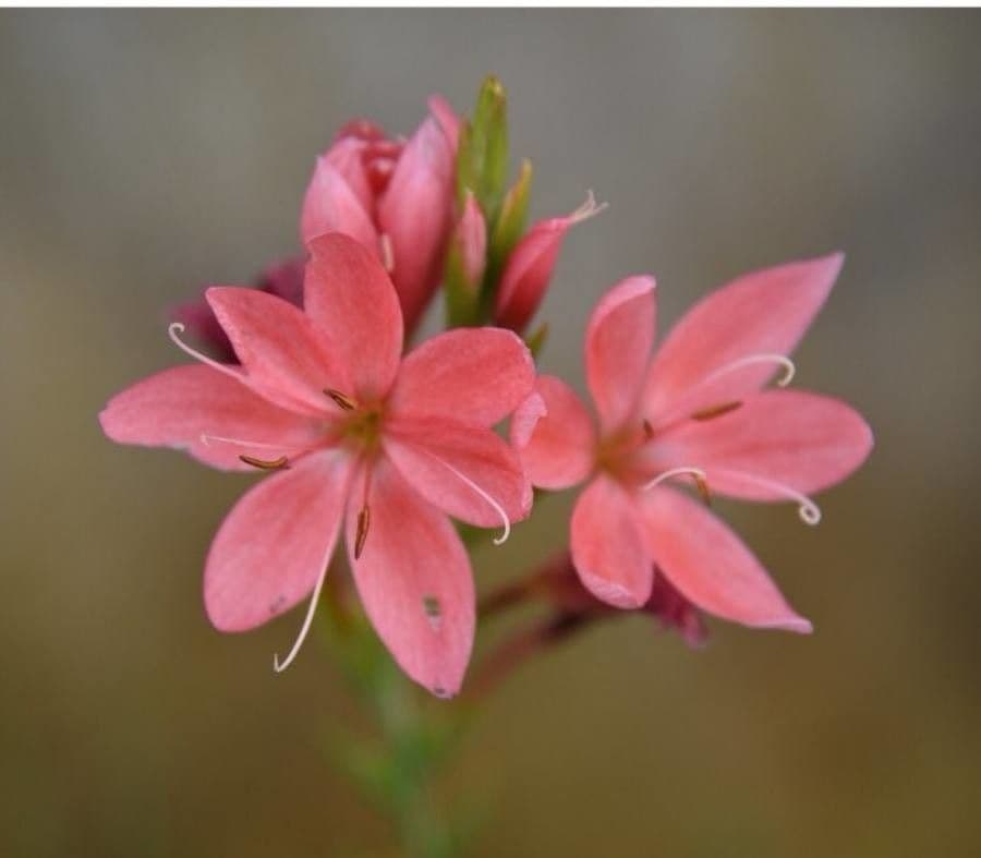 Hesperantha 3