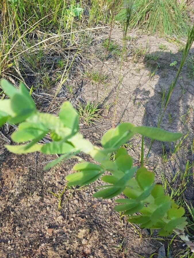 Desvauxs Mimose 8