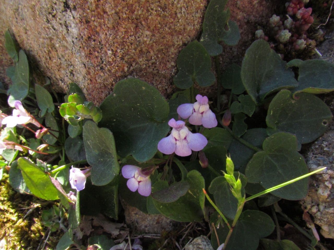 Cymbalaria 8