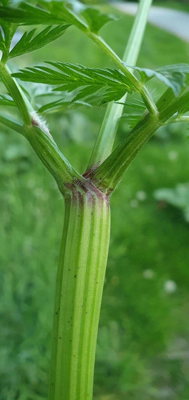 Cerfoglio selvatico 29