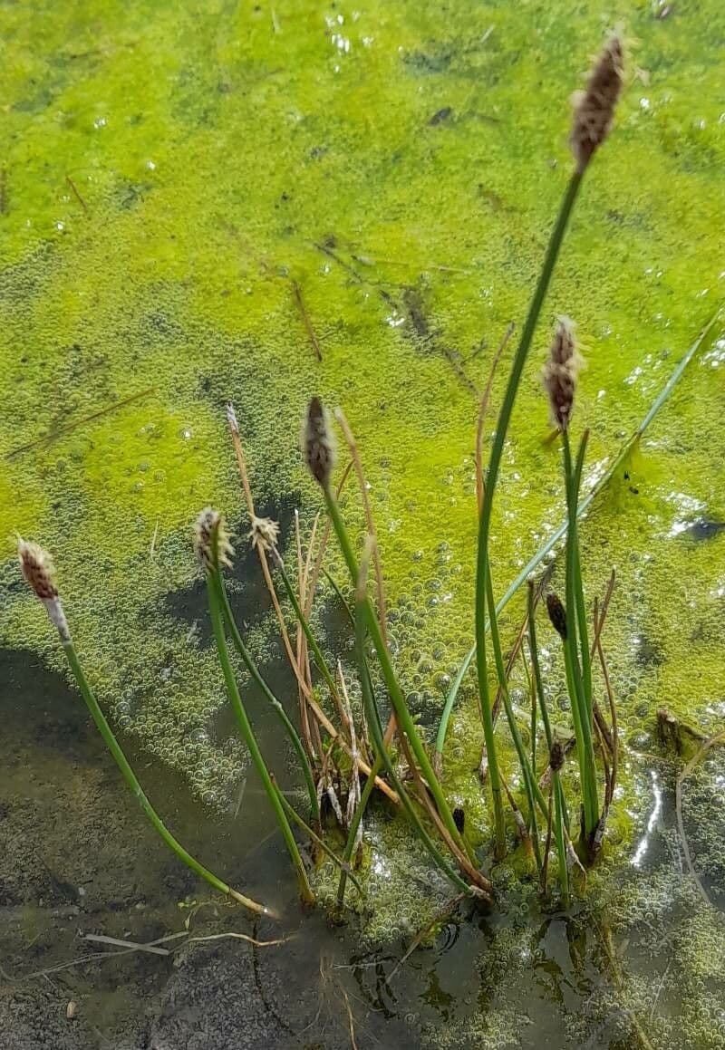 Großähriges Zypergras 5