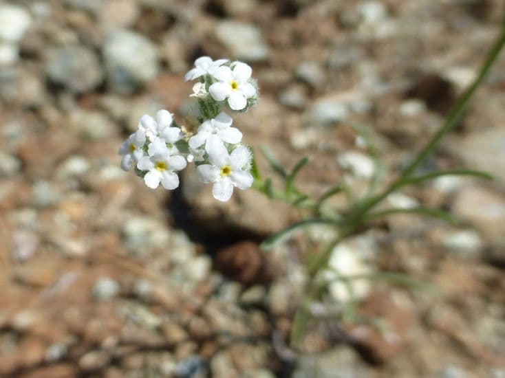 Cryptantha wiotka 3
