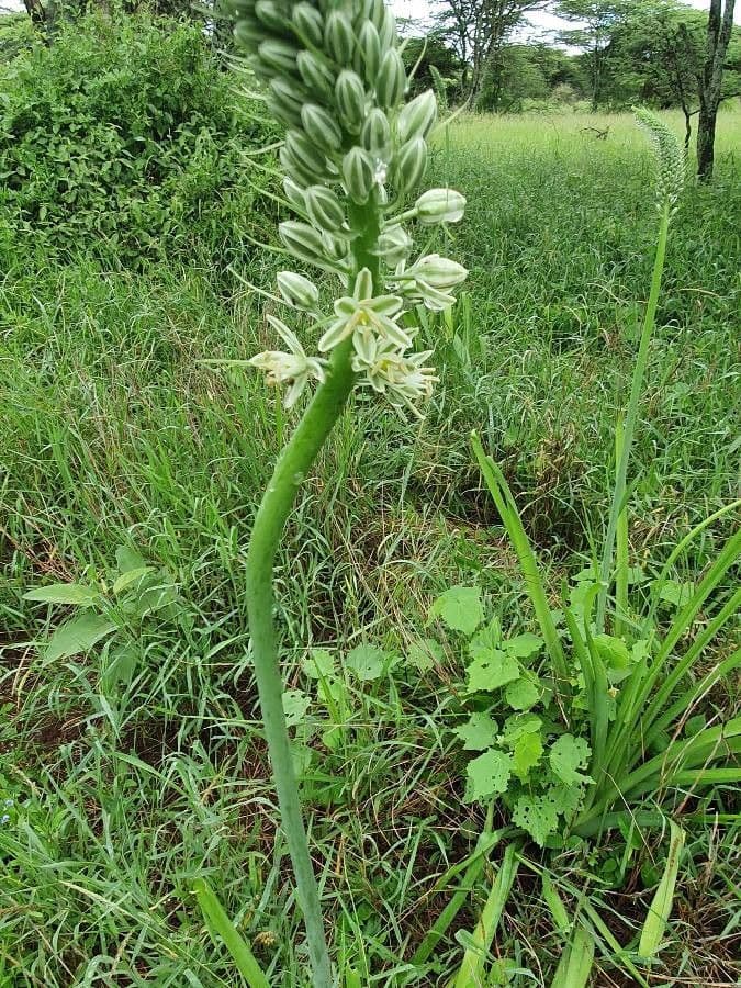 Albuca 5